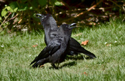 23rd Jun 2024 - Crisscross Crows