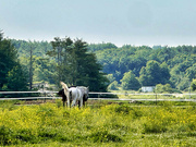 23rd Jun 2024 - Horses in the pasture