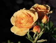 23rd Jun 2024 - Orange Rose 