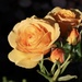 Orange Rose  by jeremyccc