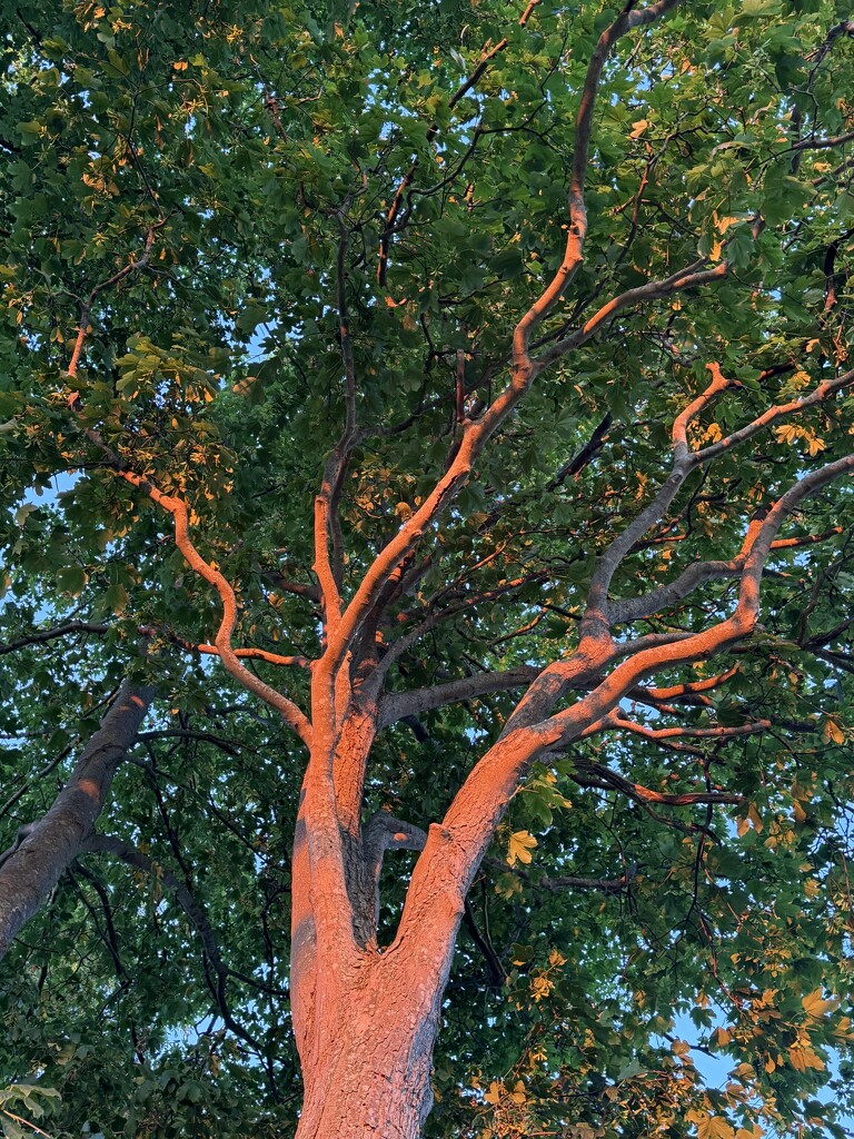The sunset tree by stimuloog