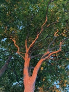 23rd Jun 2024 - The sunset tree