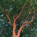 The sunset tree