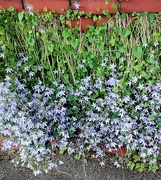 23rd Jun 2024 - Star of Bethlehem flowers on the Church brick wall.