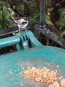 23rd Jun 2024 - Chickadee