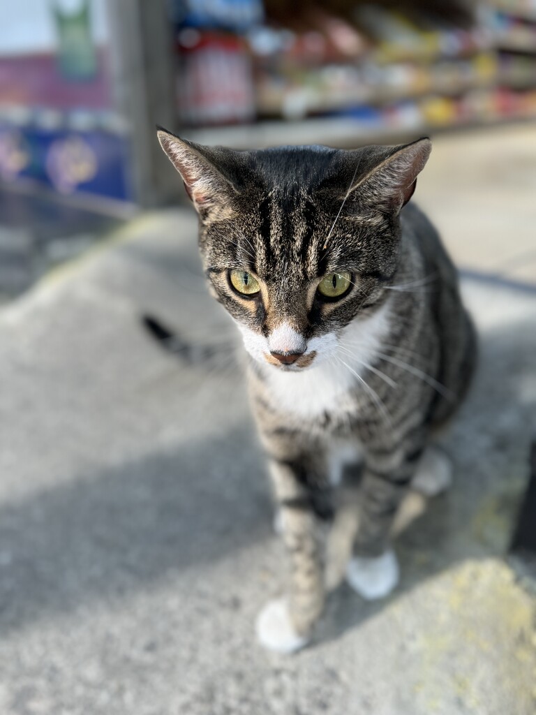 Bodega Cat by blackmutts