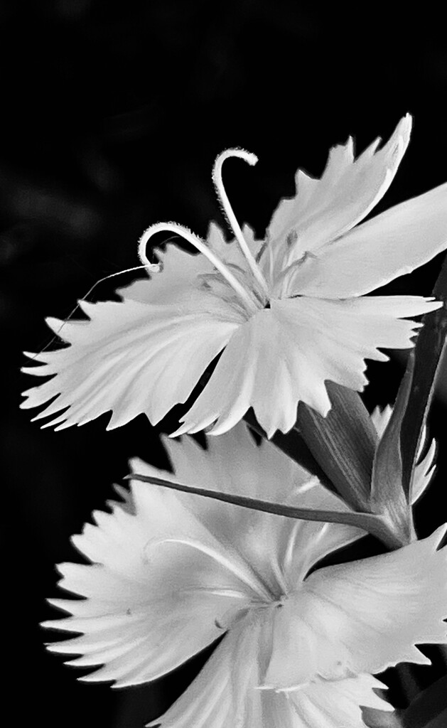 White on black velvet by sjgiesman