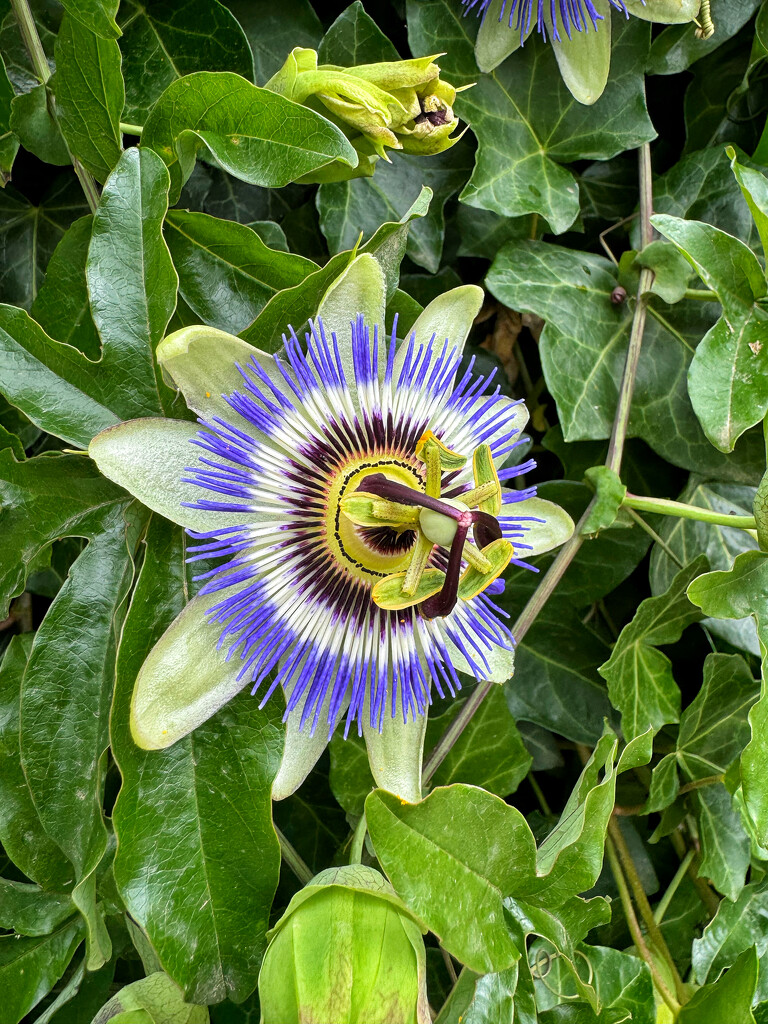 Passiflora.  by cocobella