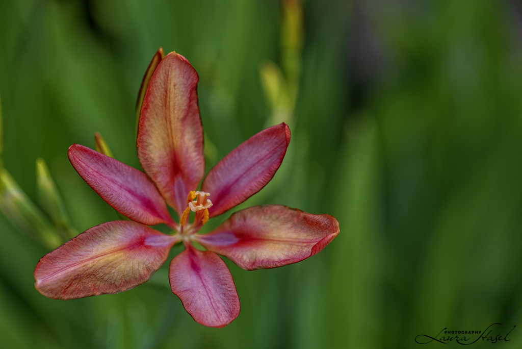 Candy Lily by Laura · 365 Project