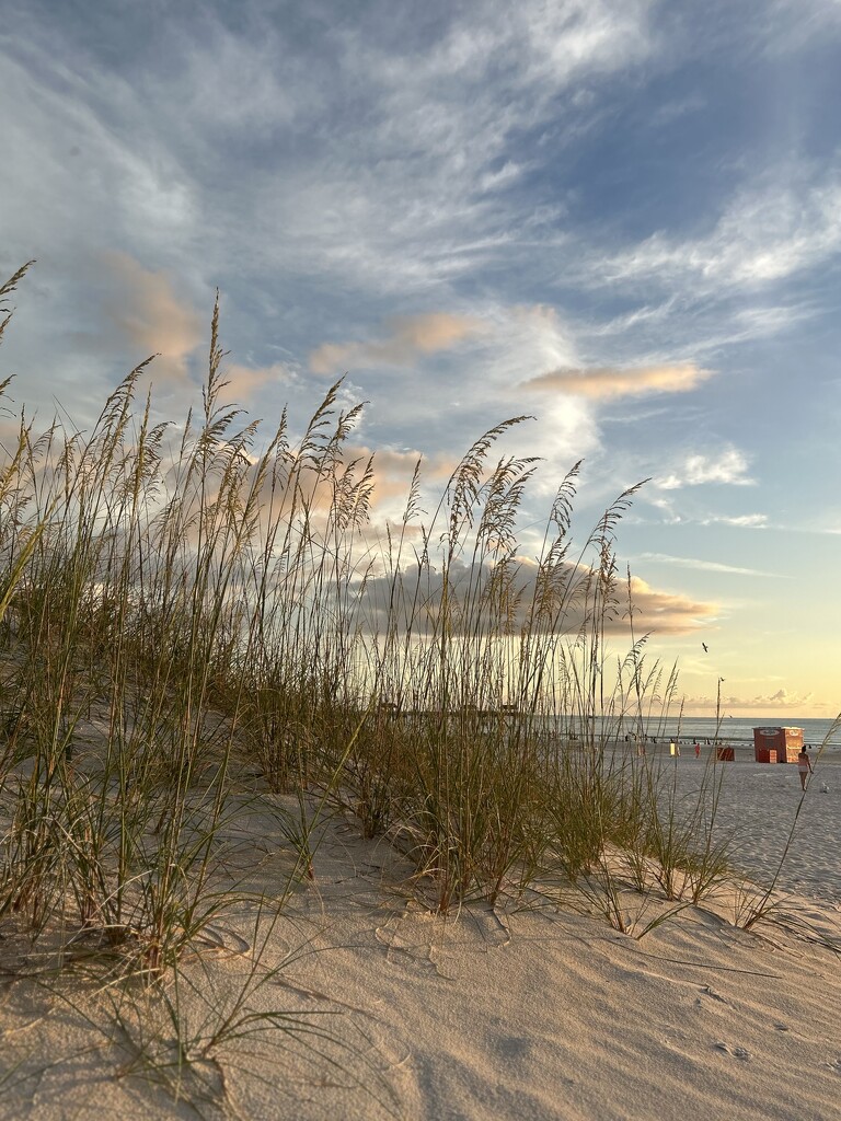 Sea Grass at Clearwater Beach Florida  by frodob