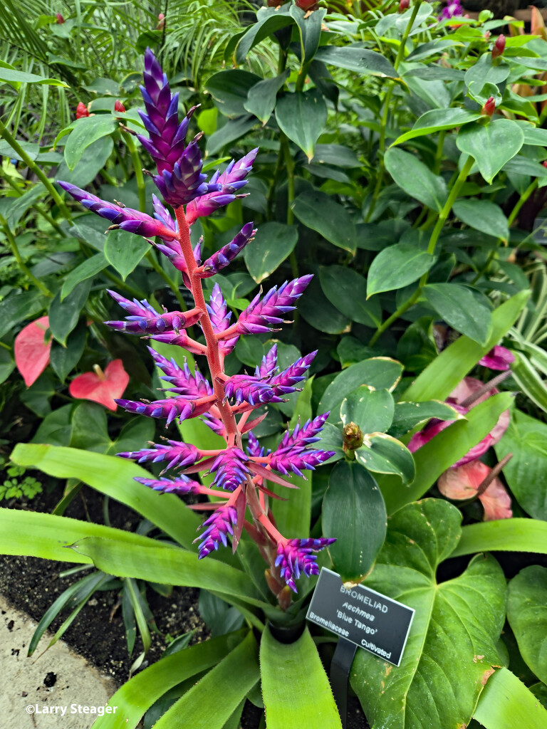 Bromeliad Blue tango by larrysphotos