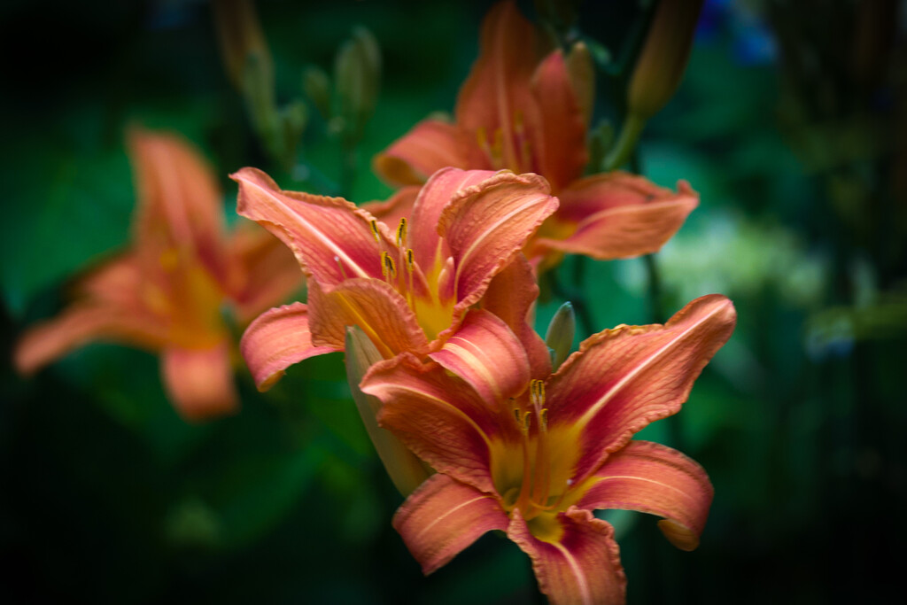Day lilies blooming... by berelaxed