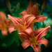 Day lilies blooming...