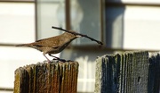 21st May 2024 - Wren at work