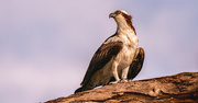 23rd Jun 2024 - Adult Osprey at One of My Other Locations!