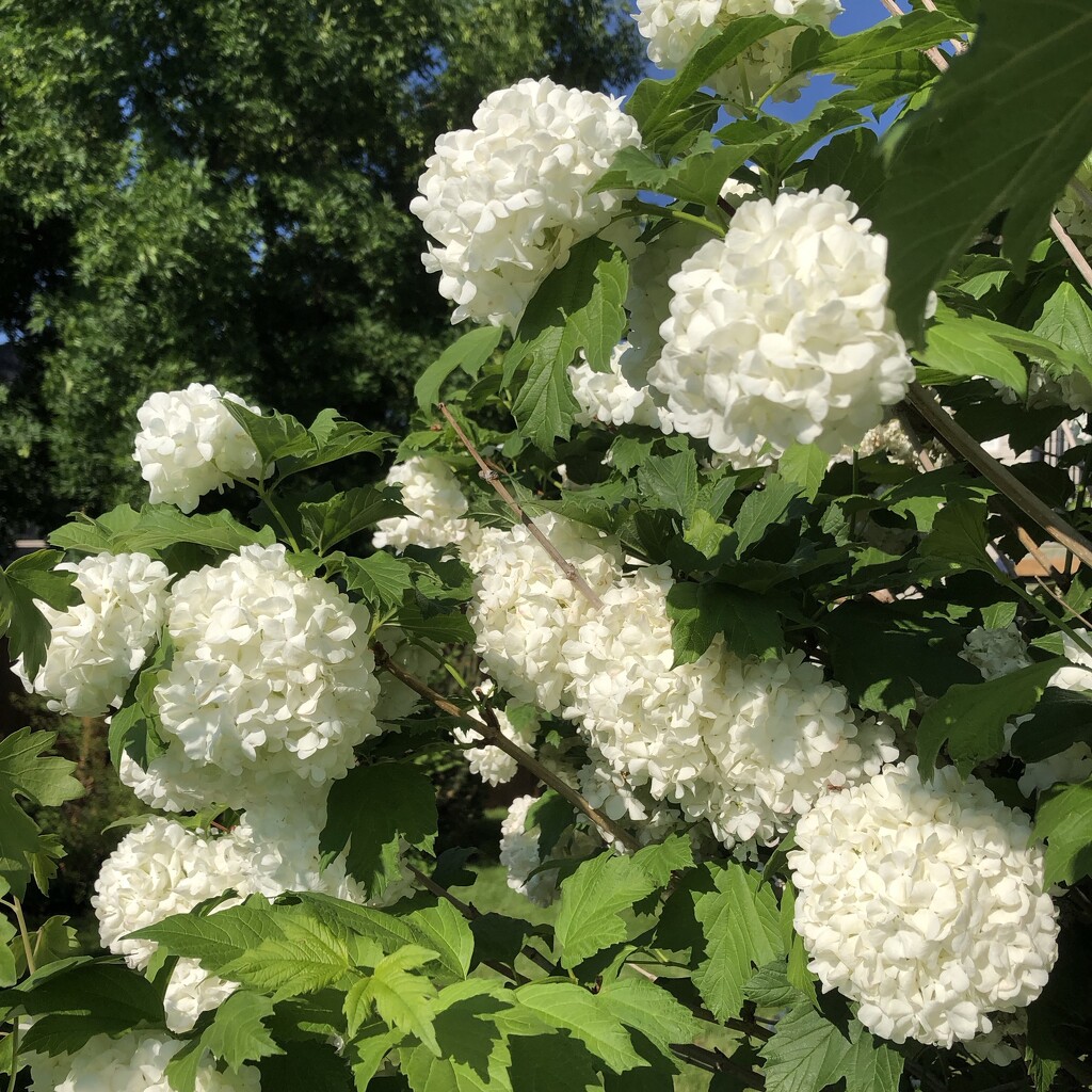 White Hydrangeas  by dailypix