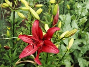 24th Jun 2024 - Lily