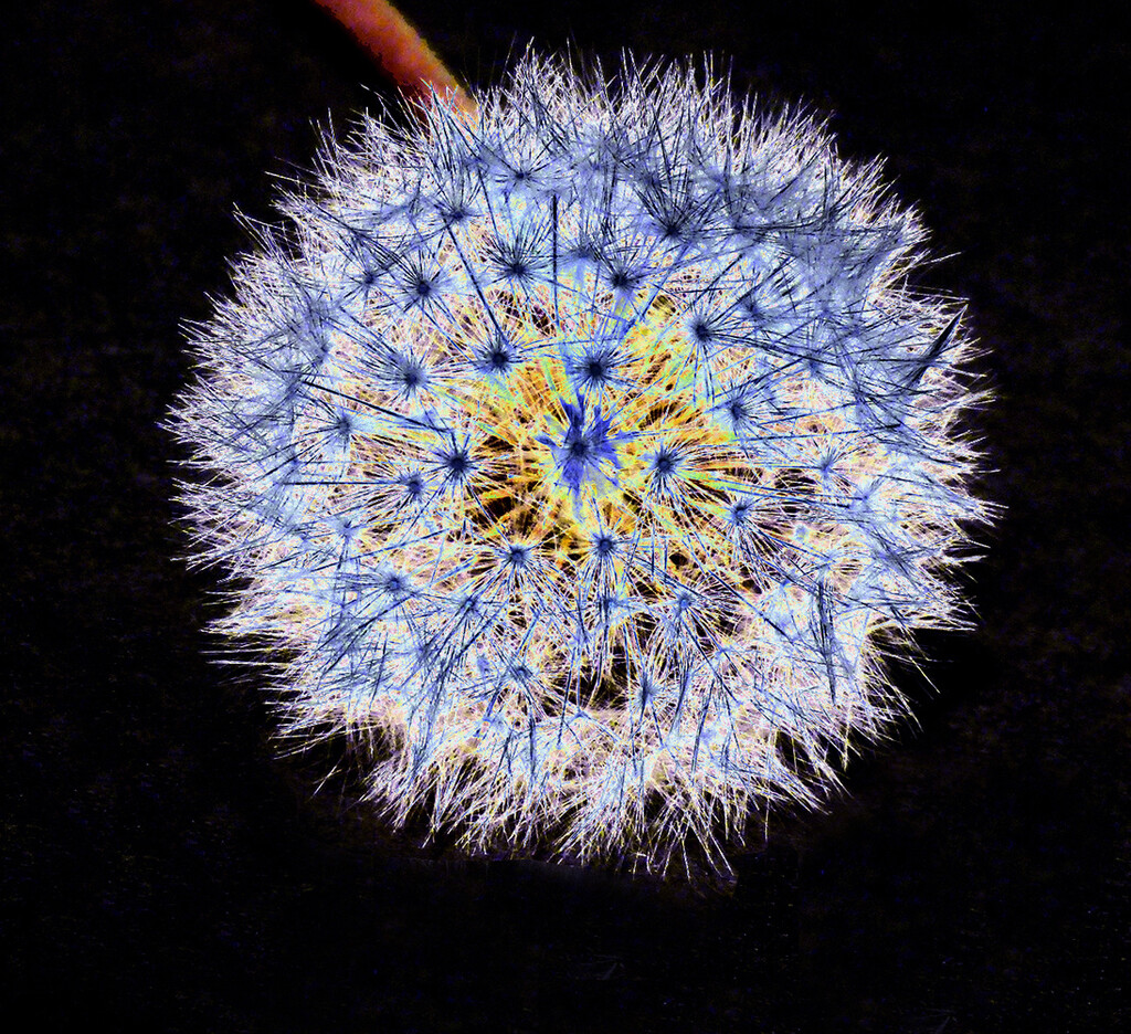 Solarized Dandelion Clock by onewing