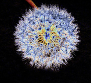 24th Jun 2024 - Solarized Dandelion Clock