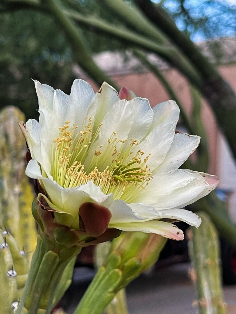Cactus flower  by sandlily