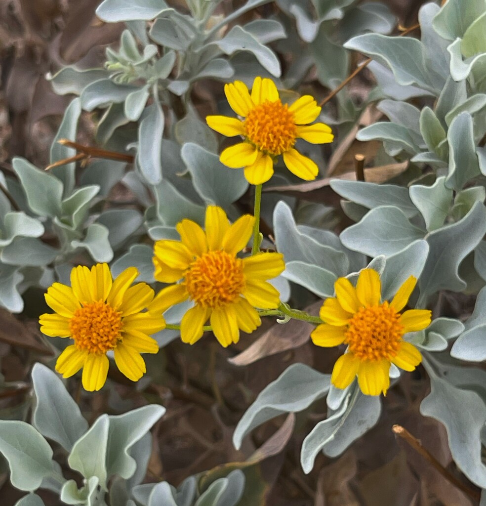 Brittlebush  by sandlily