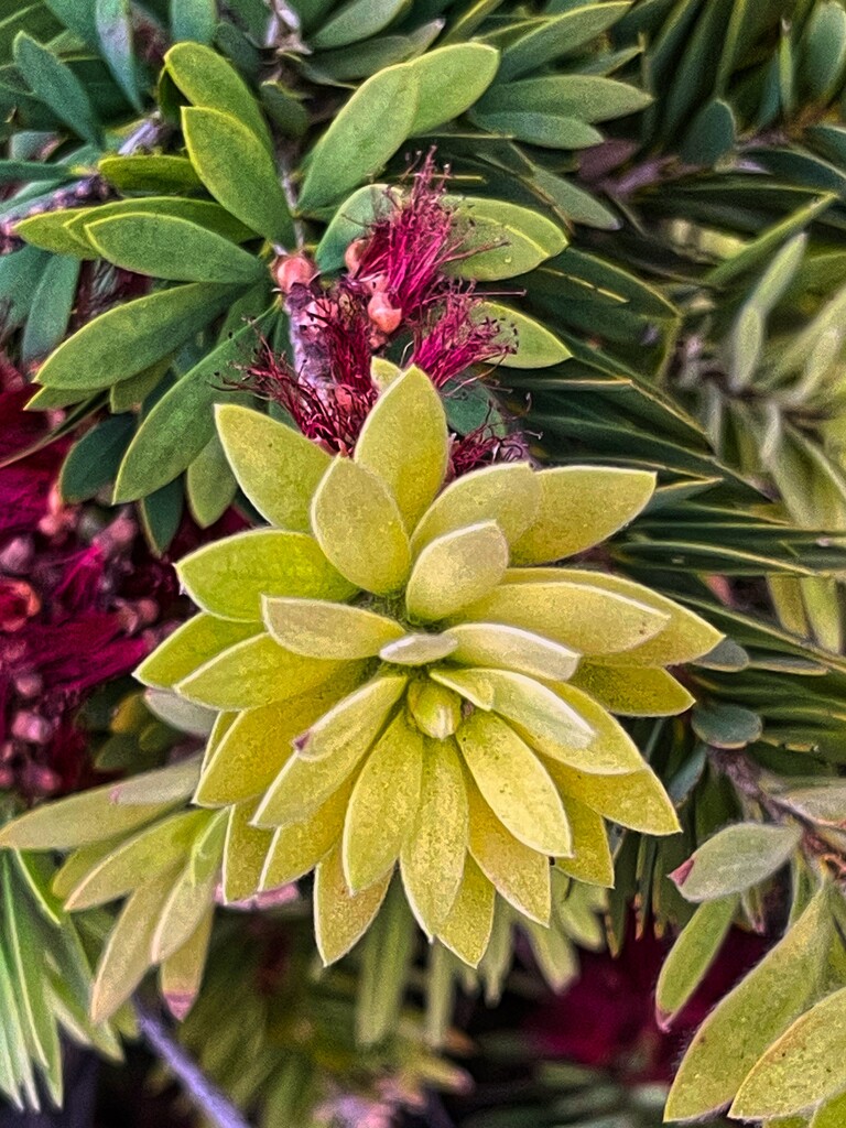 Bottlebrush  by sandlily