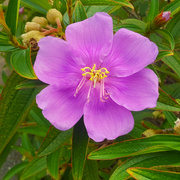 14th Jun 2024 -   Tibouchina Flower ~ 