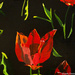 Tulips (painting)