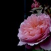 My Brother Cadfael Roses