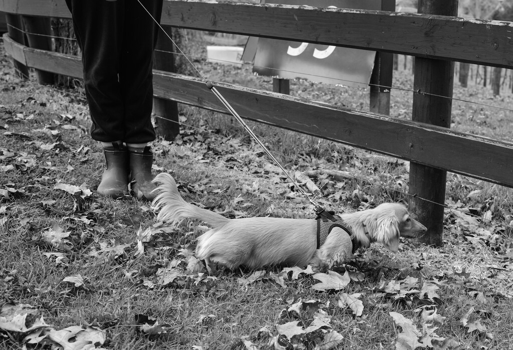 under the fence by brigette