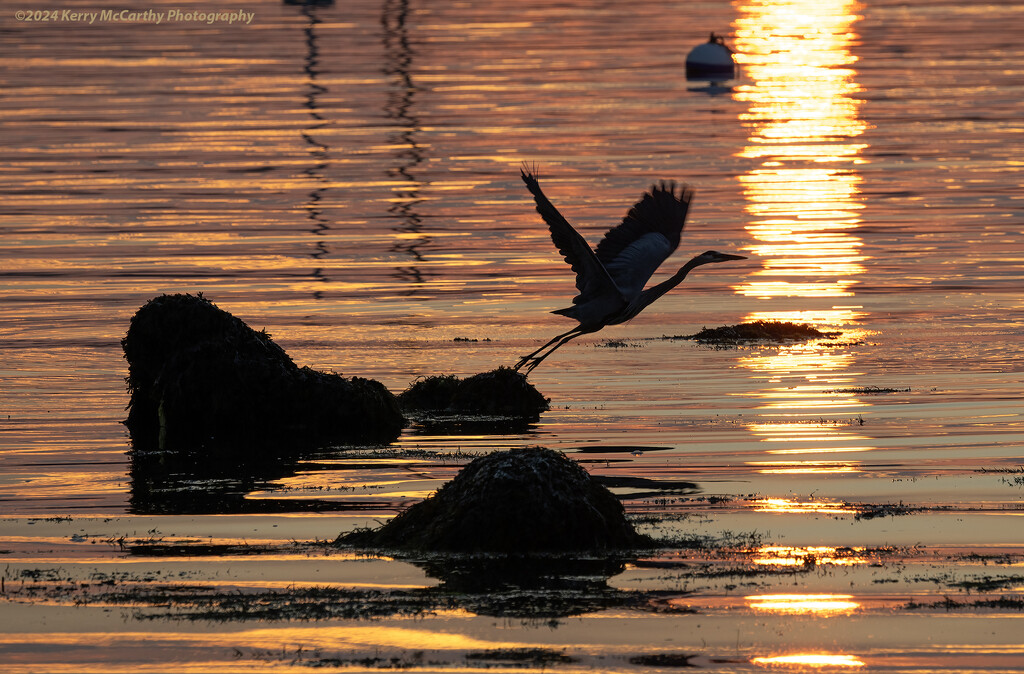 Morning Lift Off by mccarth1