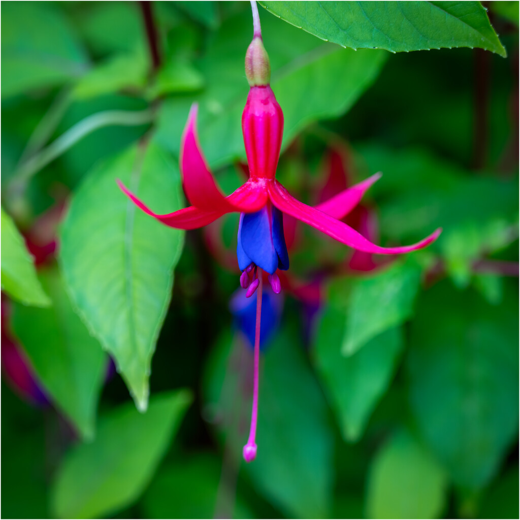 Fuchsia by clifford