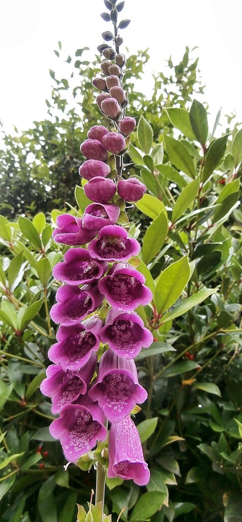 Last of the Foxgloves............. by cutekitty