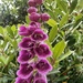 Last of the Foxgloves.............