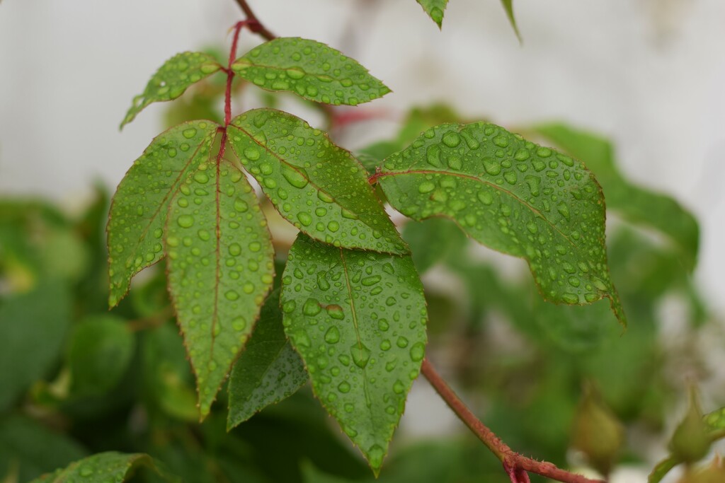 raindrops by christophercox