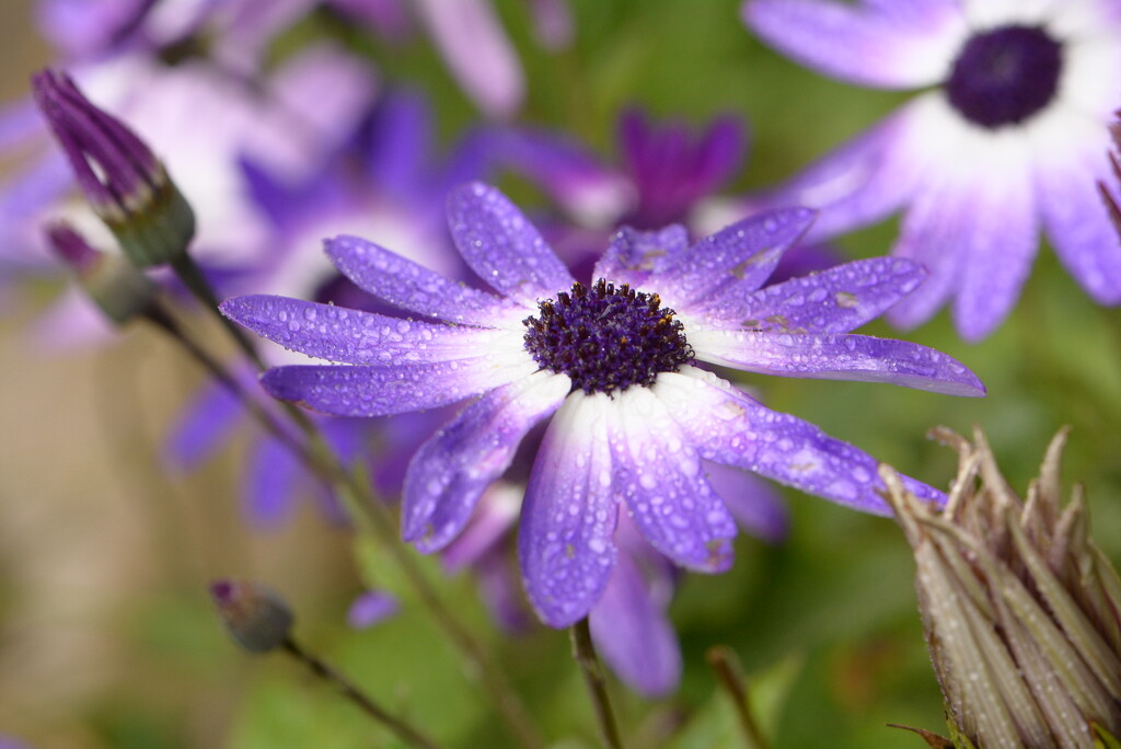 Senetti in drizzling rain~~~~ by ziggy77