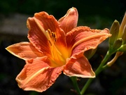 24th Jun 2024 - Day Lily