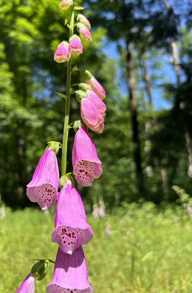 Foxglove in nature by mltrotter