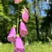 Foxglove in nature by mltrotter