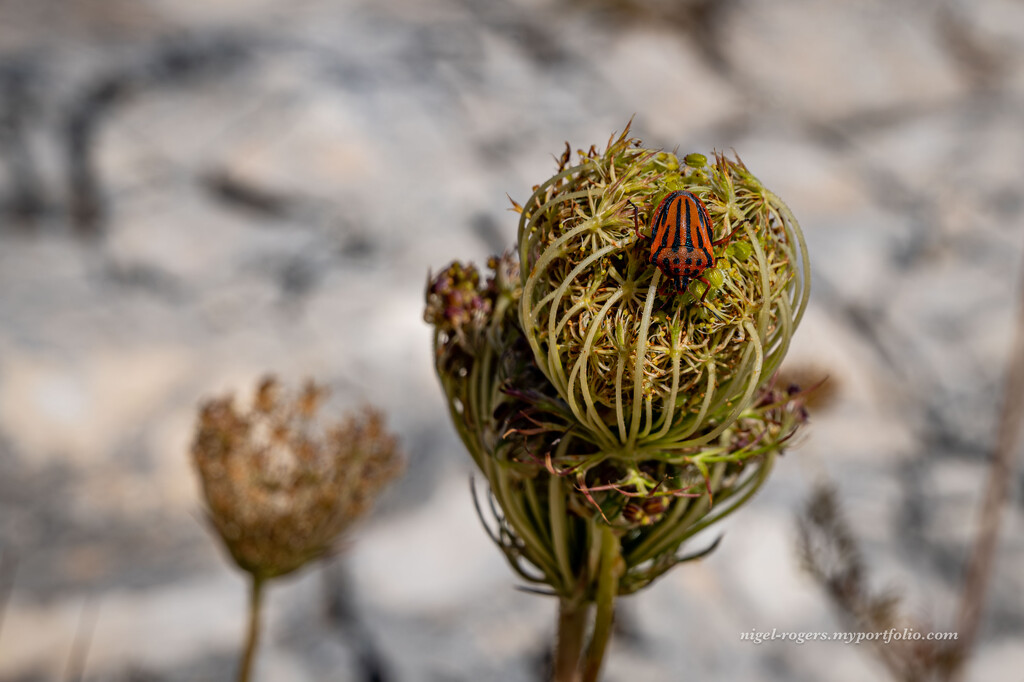 Bug on a plant by nigelrogers