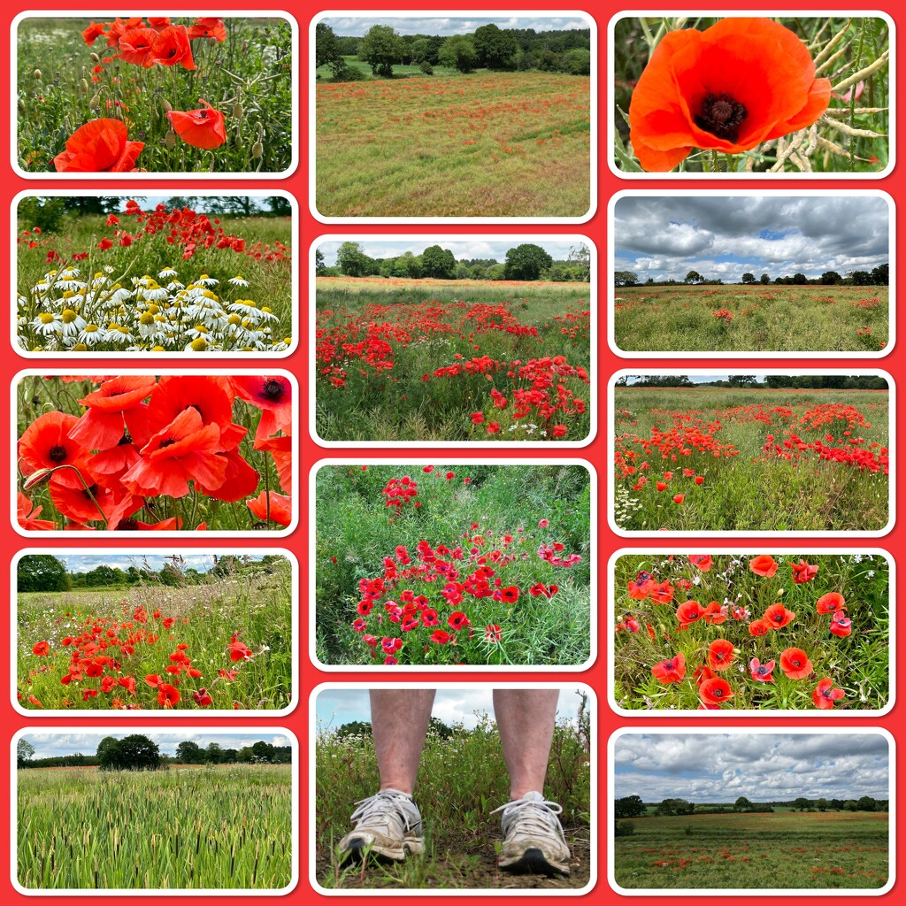 Poppies in Oil Seed Rape Field by phil_sandford