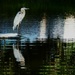 Great Blue Heron  by photohoot