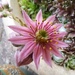 Catus flower 