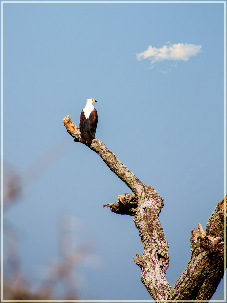 African fish eagle-The only one I saw by 365projectorgchristine