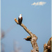 African fish eagle-The only one I saw