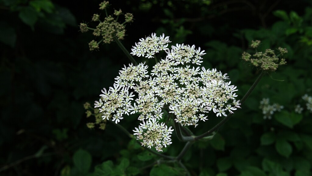 cow parsley by kametty