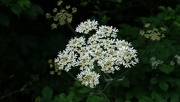 24th Jun 2024 - cow parsley