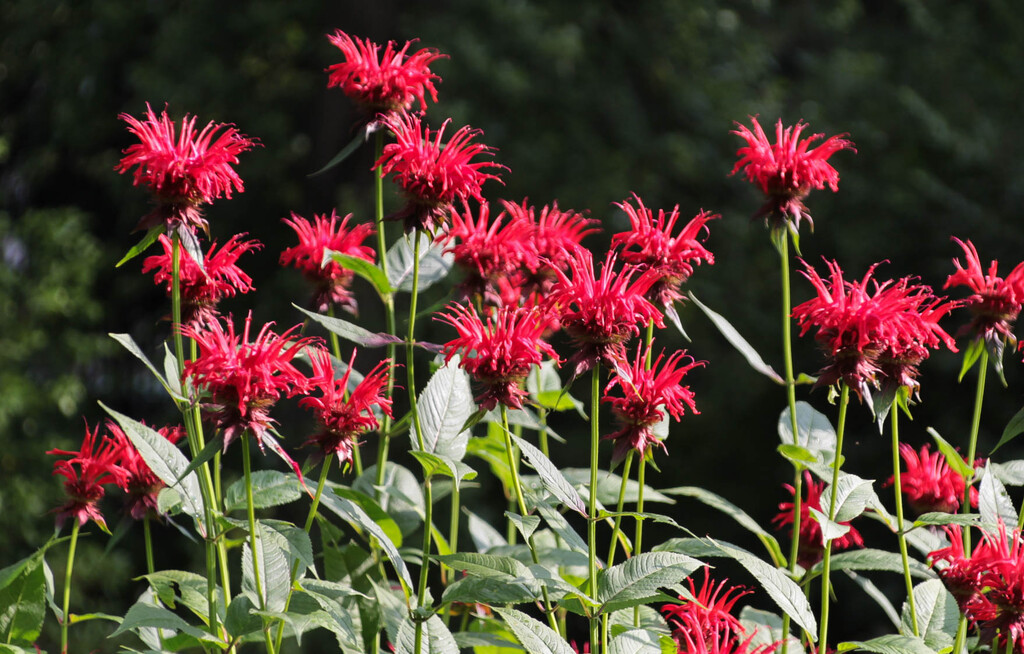 Red flowers by mittens