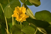 24th Jun 2024 - First Nasturtium Bloom