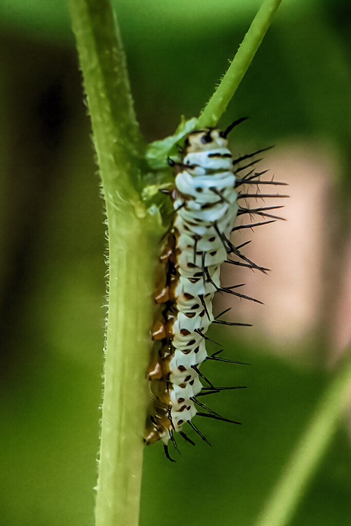 Zebra Longwing Caterpillar by k9photo